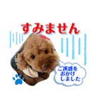 トイプードル（晴明）8（個別スタンプ：18）