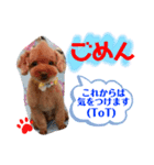 トイプードル（晴明）8（個別スタンプ：20）