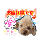 トイプードル（晴明）8（個別スタンプ：21）