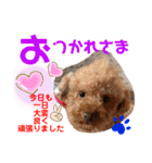 トイプードル（晴明）8（個別スタンプ：23）