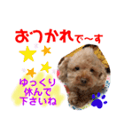 トイプードル（晴明）8（個別スタンプ：24）