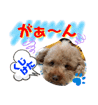 トイプードル（晴明）8（個別スタンプ：28）