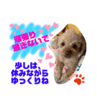 トイプードル（晴明）8（個別スタンプ：29）