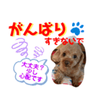 トイプードル（晴明）8（個別スタンプ：30）
