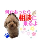 トイプードル（晴明）8（個別スタンプ：31）