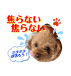 トイプードル（晴明）8（個別スタンプ：32）