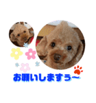 トイプードル（晴明）8（個別スタンプ：35）