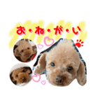 トイプードル（晴明）8（個別スタンプ：36）