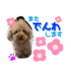 トイプードル（晴明）8（個別スタンプ：38）