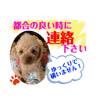 トイプードル（晴明）8（個別スタンプ：40）