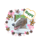 四丸スタンプ（個別スタンプ：5）