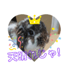 四丸スタンプ（個別スタンプ：39）