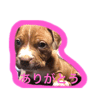 くんくんじぇいじぇい3（個別スタンプ：3）