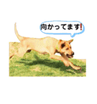 フライ♪フライ♪フライ♪（個別スタンプ：5）
