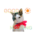 ★猫のユメと申すにゃん★（個別スタンプ：1）