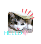 ★猫のユメと申すにゃん★（個別スタンプ：3）