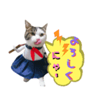 ★猫のユメと申すにゃん★（個別スタンプ：5）