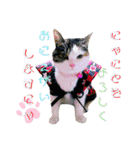 ★猫のユメと申すにゃん★（個別スタンプ：6）