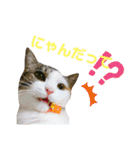 ★猫のユメと申すにゃん★（個別スタンプ：8）