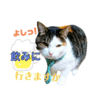 ★猫のユメと申すにゃん★（個別スタンプ：11）