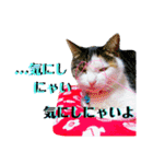 ★猫のユメと申すにゃん★（個別スタンプ：13）