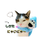★猫のユメと申すにゃん★（個別スタンプ：14）