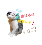 ★猫のユメと申すにゃん★（個別スタンプ：16）