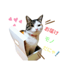★猫のユメと申すにゃん★（個別スタンプ：19）