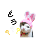 ★猫のユメと申すにゃん★（個別スタンプ：20）