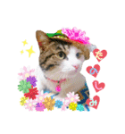 ★猫のユメと申すにゃん★（個別スタンプ：21）