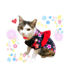 ★猫のユメと申すにゃん★（個別スタンプ：23）