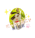 ★猫のユメと申すにゃん★（個別スタンプ：24）