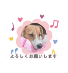 毎日使える！ ジャックのユキスタンプ‪‪❤︎‬（個別スタンプ：12）