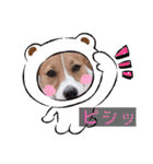 毎日使える！ ジャックのユキスタンプ‪‪❤︎‬（個別スタンプ：24）