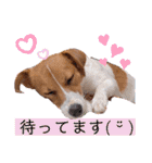 毎日使える！ ジャックのユキスタンプ‪‪❤︎‬（個別スタンプ：31）