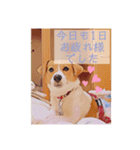 敬語スタンプ！ ジャックラッセルテリア（個別スタンプ：1）