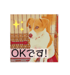 敬語スタンプ！ ジャックラッセルテリア（個別スタンプ：3）