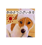敬語スタンプ！ ジャックラッセルテリア（個別スタンプ：5）