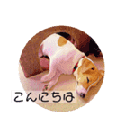 敬語スタンプ！ ジャックラッセルテリア（個別スタンプ：6）