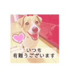 敬語スタンプ！ ジャックラッセルテリア（個別スタンプ：8）