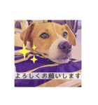 敬語スタンプ！ ジャックラッセルテリア（個別スタンプ：10）
