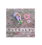 敬語スタンプ！ ジャックラッセルテリア（個別スタンプ：12）