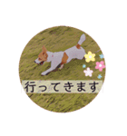 敬語スタンプ！ ジャックラッセルテリア（個別スタンプ：13）
