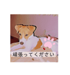 敬語スタンプ！ ジャックラッセルテリア（個別スタンプ：14）