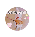 敬語スタンプ！ ジャックラッセルテリア（個別スタンプ：15）