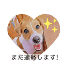 敬語スタンプ！ ジャックラッセルテリア（個別スタンプ：16）