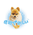 ポメラニアン もふた 4（個別スタンプ：1）
