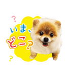 ポメラニアン もふた 4（個別スタンプ：2）