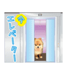 ポメラニアン もふた 4（個別スタンプ：6）