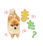 ポメラニアン もふた 4（個別スタンプ：9）